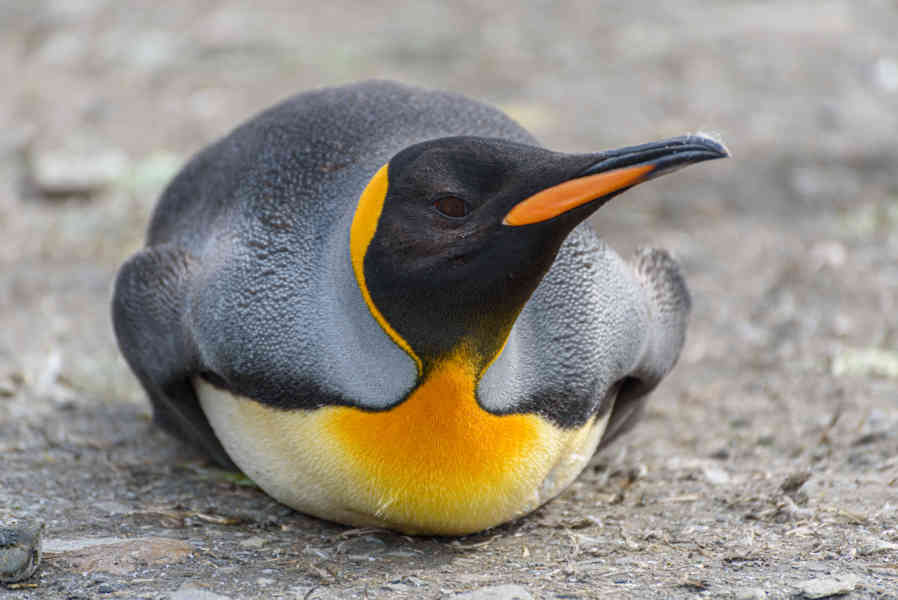 Pingüino Rey - islas Georgias del Sur 035.jpg